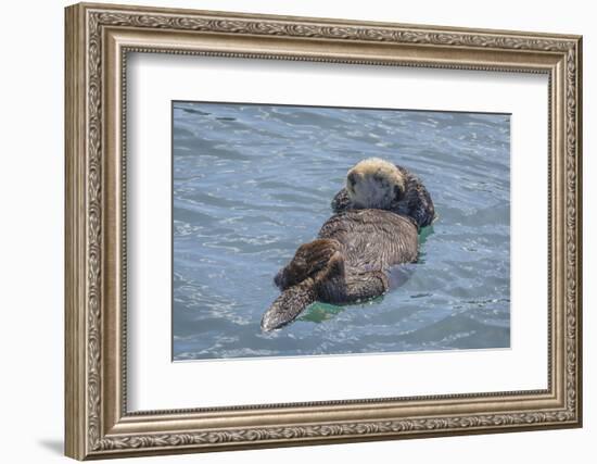 USA, California, Morro Bay State Park. Sea Otter mother resting on water.-Jaynes Gallery-Framed Photographic Print