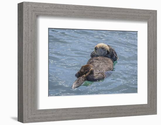 USA, California, Morro Bay State Park. Sea Otter mother resting on water.-Jaynes Gallery-Framed Photographic Print