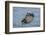 USA, California, Morro Bay State Park. Sea Otter mother resting on water.-Jaynes Gallery-Framed Photographic Print