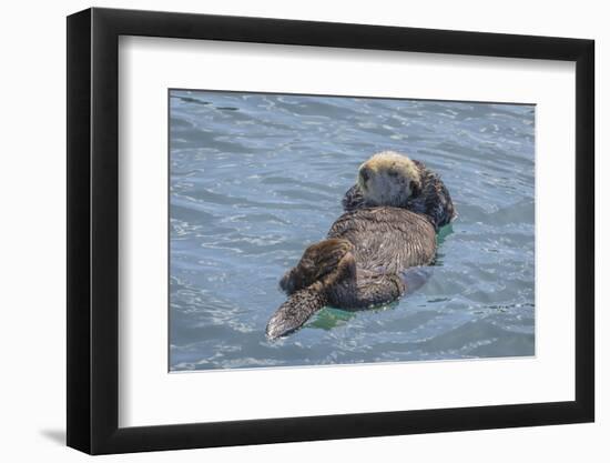 USA, California, Morro Bay State Park. Sea Otter mother resting on water.-Jaynes Gallery-Framed Photographic Print