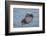 USA, California, Morro Bay State Park. Sea Otter mother resting on water.-Jaynes Gallery-Framed Photographic Print