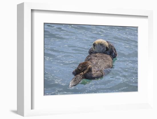 USA, California, Morro Bay State Park. Sea Otter mother resting on water.-Jaynes Gallery-Framed Photographic Print