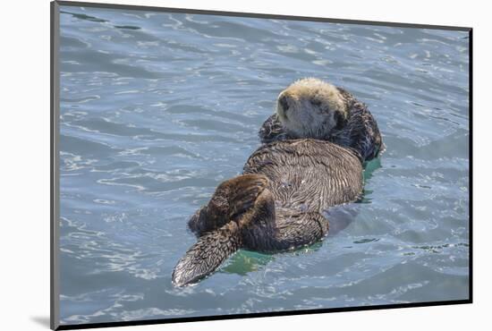 USA, California, Morro Bay State Park. Sea Otter mother resting on water.-Jaynes Gallery-Mounted Photographic Print