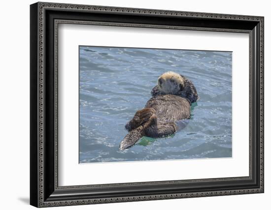 USA, California, Morro Bay State Park. Sea Otter mother resting on water.-Jaynes Gallery-Framed Photographic Print