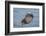 USA, California, Morro Bay State Park. Sea Otter mother resting on water.-Jaynes Gallery-Framed Photographic Print