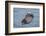 USA, California, Morro Bay State Park. Sea Otter mother resting on water.-Jaynes Gallery-Framed Photographic Print