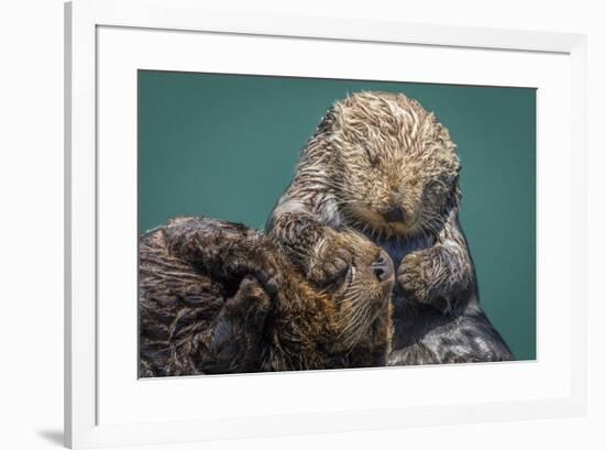 USA, California, Morro Bay State Park. Sea Otter mother with pup.-Jaynes Gallery-Framed Premium Photographic Print