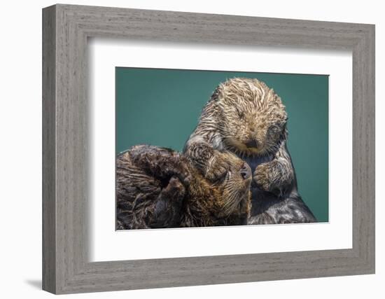 USA, California, Morro Bay State Park. Sea Otter mother with pup.-Jaynes Gallery-Framed Photographic Print