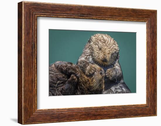 USA, California, Morro Bay State Park. Sea Otter mother with pup.-Jaynes Gallery-Framed Photographic Print