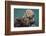 USA, California, Morro Bay State Park. Sea Otter mother with pup.-Jaynes Gallery-Framed Photographic Print