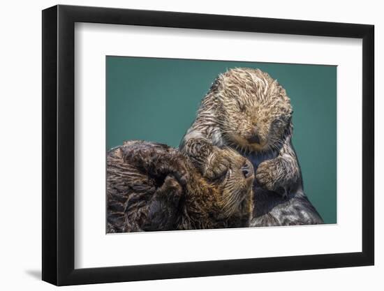 USA, California, Morro Bay State Park. Sea Otter mother with pup.-Jaynes Gallery-Framed Photographic Print