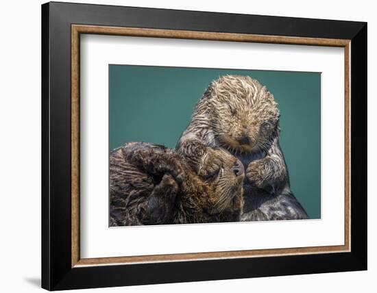 USA, California, Morro Bay State Park. Sea Otter mother with pup.-Jaynes Gallery-Framed Photographic Print