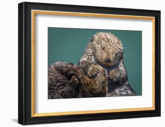 USA, California, Morro Bay State Park. Sea Otter mother with pup.-Jaynes Gallery-Framed Photographic Print