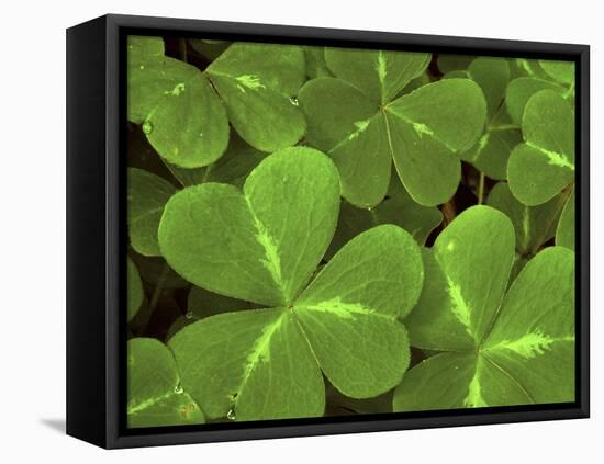 USA, California, Muir Woods. Close Up of Clover-Jaynes Gallery-Framed Premier Image Canvas