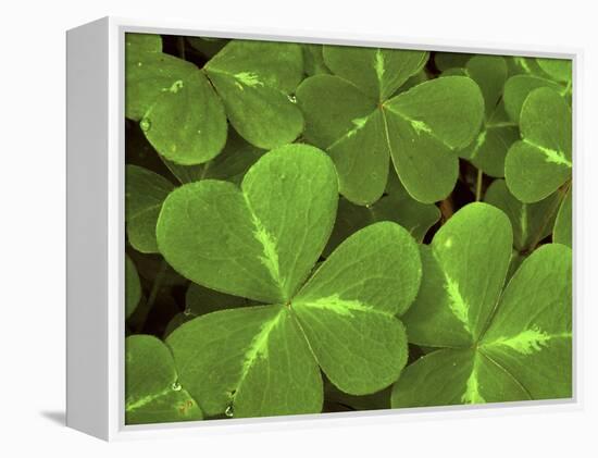 USA, California, Muir Woods. Close Up of Clover-Jaynes Gallery-Framed Premier Image Canvas