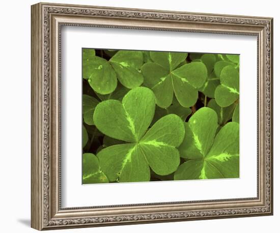 USA, California, Muir Woods. Close Up of Clover-Jaynes Gallery-Framed Photographic Print