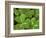 USA, California, Muir Woods. Close Up of Clover-Jaynes Gallery-Framed Photographic Print