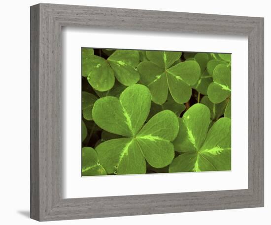 USA, California, Muir Woods. Close Up of Clover-Jaynes Gallery-Framed Photographic Print