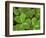 USA, California, Muir Woods. Close Up of Clover-Jaynes Gallery-Framed Photographic Print