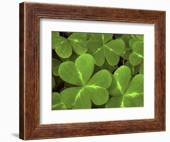 USA, California, Muir Woods. Close Up of Clover-Jaynes Gallery-Framed Photographic Print