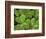 USA, California, Muir Woods. Close Up of Clover-Jaynes Gallery-Framed Photographic Print