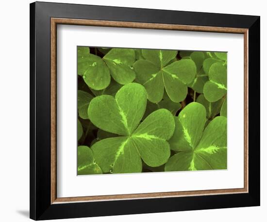 USA, California, Muir Woods. Close Up of Clover-Jaynes Gallery-Framed Photographic Print