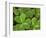 USA, California, Muir Woods. Close Up of Clover-Jaynes Gallery-Framed Photographic Print