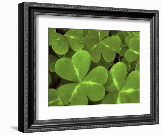 USA, California, Muir Woods. Close Up of Clover-Jaynes Gallery-Framed Photographic Print