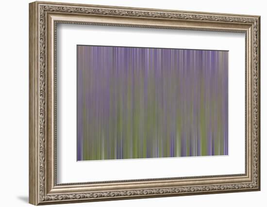 USA, California, Napa Valley. Abstract of blooming lupine flowers.-Jaynes Gallery-Framed Photographic Print