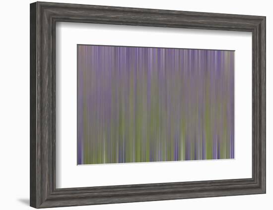 USA, California, Napa Valley. Abstract of blooming lupine flowers.-Jaynes Gallery-Framed Photographic Print