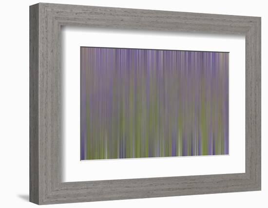 USA, California, Napa Valley. Abstract of blooming lupine flowers.-Jaynes Gallery-Framed Photographic Print