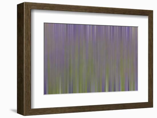 USA, California, Napa Valley. Abstract of blooming lupine flowers.-Jaynes Gallery-Framed Photographic Print