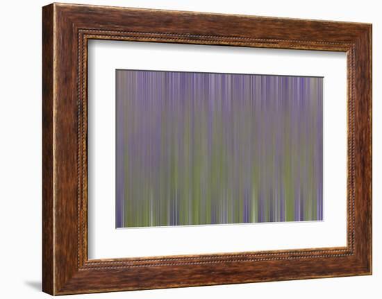 USA, California, Napa Valley. Abstract of blooming lupine flowers.-Jaynes Gallery-Framed Photographic Print