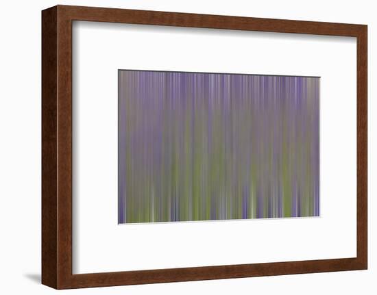 USA, California, Napa Valley. Abstract of blooming lupine flowers.-Jaynes Gallery-Framed Photographic Print