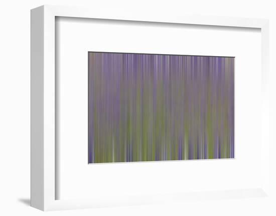 USA, California, Napa Valley. Abstract of blooming lupine flowers.-Jaynes Gallery-Framed Photographic Print