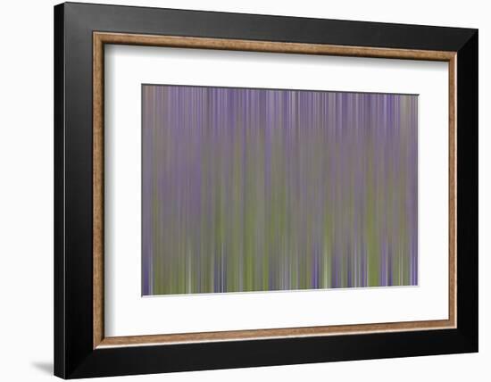 USA, California, Napa Valley. Abstract of blooming lupine flowers.-Jaynes Gallery-Framed Photographic Print