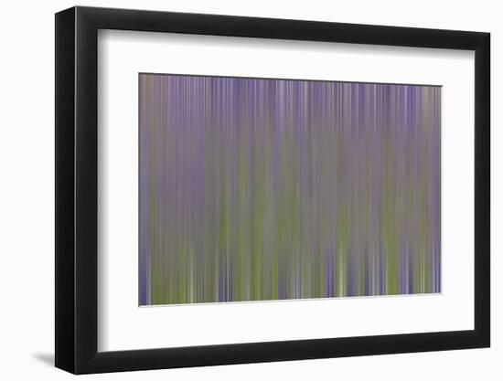 USA, California, Napa Valley. Abstract of blooming lupine flowers.-Jaynes Gallery-Framed Photographic Print