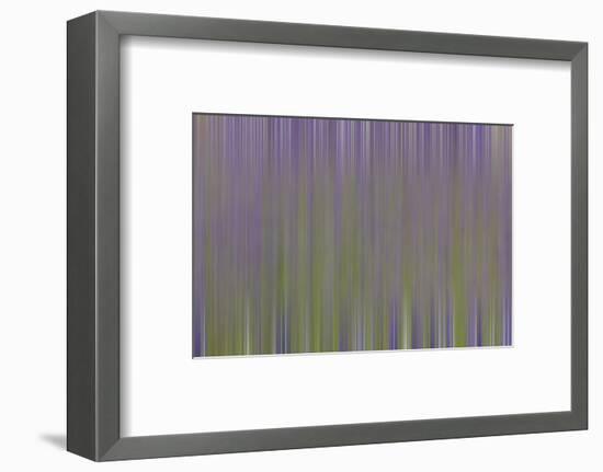 USA, California, Napa Valley. Abstract of blooming lupine flowers.-Jaynes Gallery-Framed Photographic Print