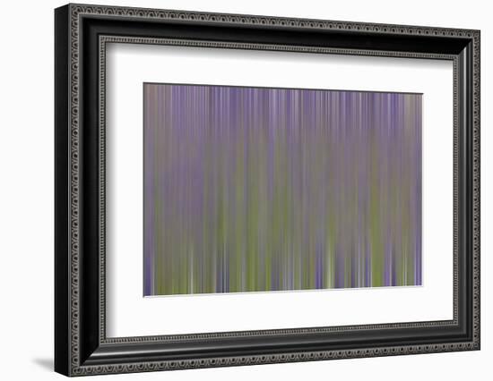 USA, California, Napa Valley. Abstract of blooming lupine flowers.-Jaynes Gallery-Framed Photographic Print