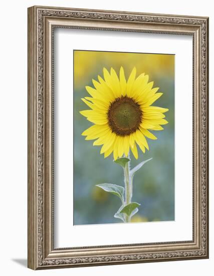 USA, California, Napa Valley of sunflower.-Jaynes Gallery-Framed Photographic Print