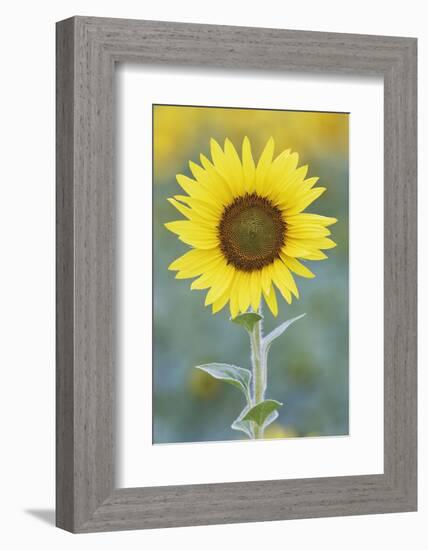 USA, California, Napa Valley of sunflower.-Jaynes Gallery-Framed Photographic Print