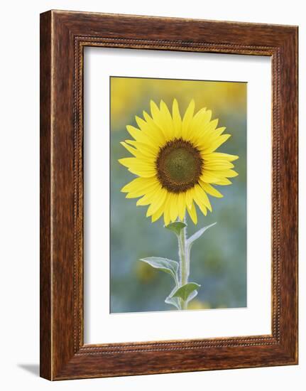 USA, California, Napa Valley of sunflower.-Jaynes Gallery-Framed Photographic Print