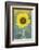 USA, California, Napa Valley of sunflower.-Jaynes Gallery-Framed Photographic Print