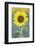 USA, California, Napa Valley of sunflower.-Jaynes Gallery-Framed Photographic Print