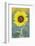 USA, California, Napa Valley of sunflower.-Jaynes Gallery-Framed Photographic Print