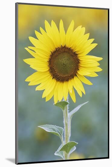 USA, California, Napa Valley of sunflower.-Jaynes Gallery-Mounted Photographic Print