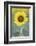 USA, California, Napa Valley of sunflower.-Jaynes Gallery-Framed Photographic Print