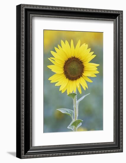 USA, California, Napa Valley of sunflower.-Jaynes Gallery-Framed Photographic Print