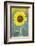 USA, California, Napa Valley of sunflower.-Jaynes Gallery-Framed Photographic Print