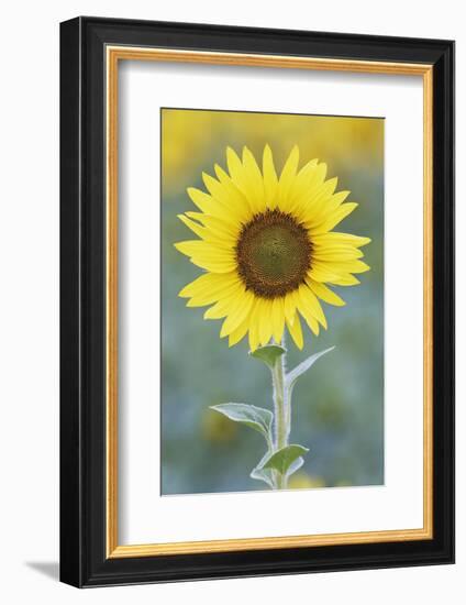 USA, California, Napa Valley of sunflower.-Jaynes Gallery-Framed Photographic Print